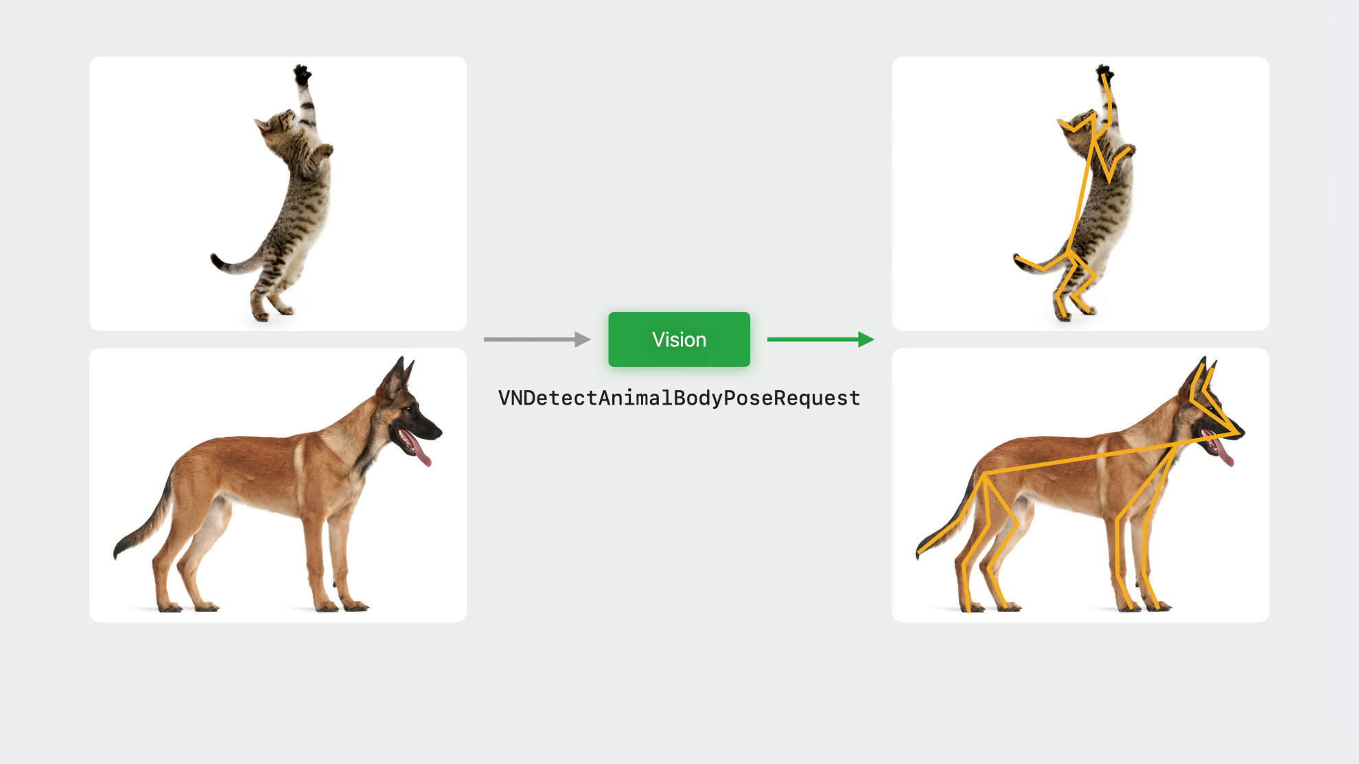 Apple’s Computer Vision Tool for Developers Tracks Dogs & Cats