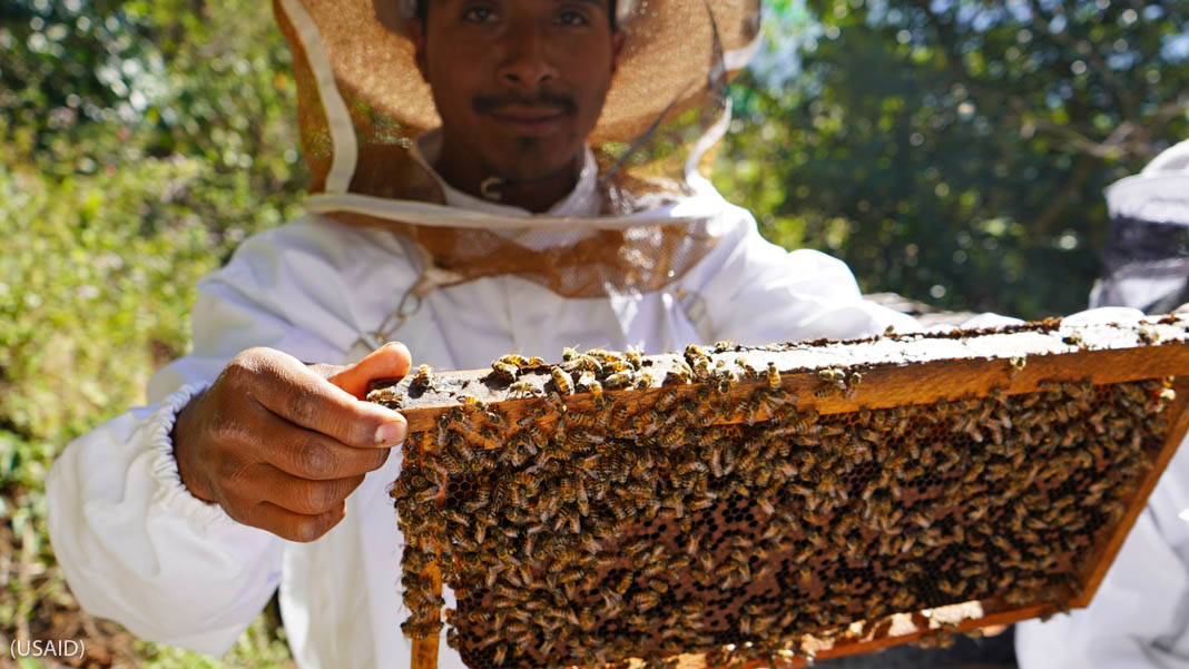 Beekeeper holding rack full of bees (USAID)