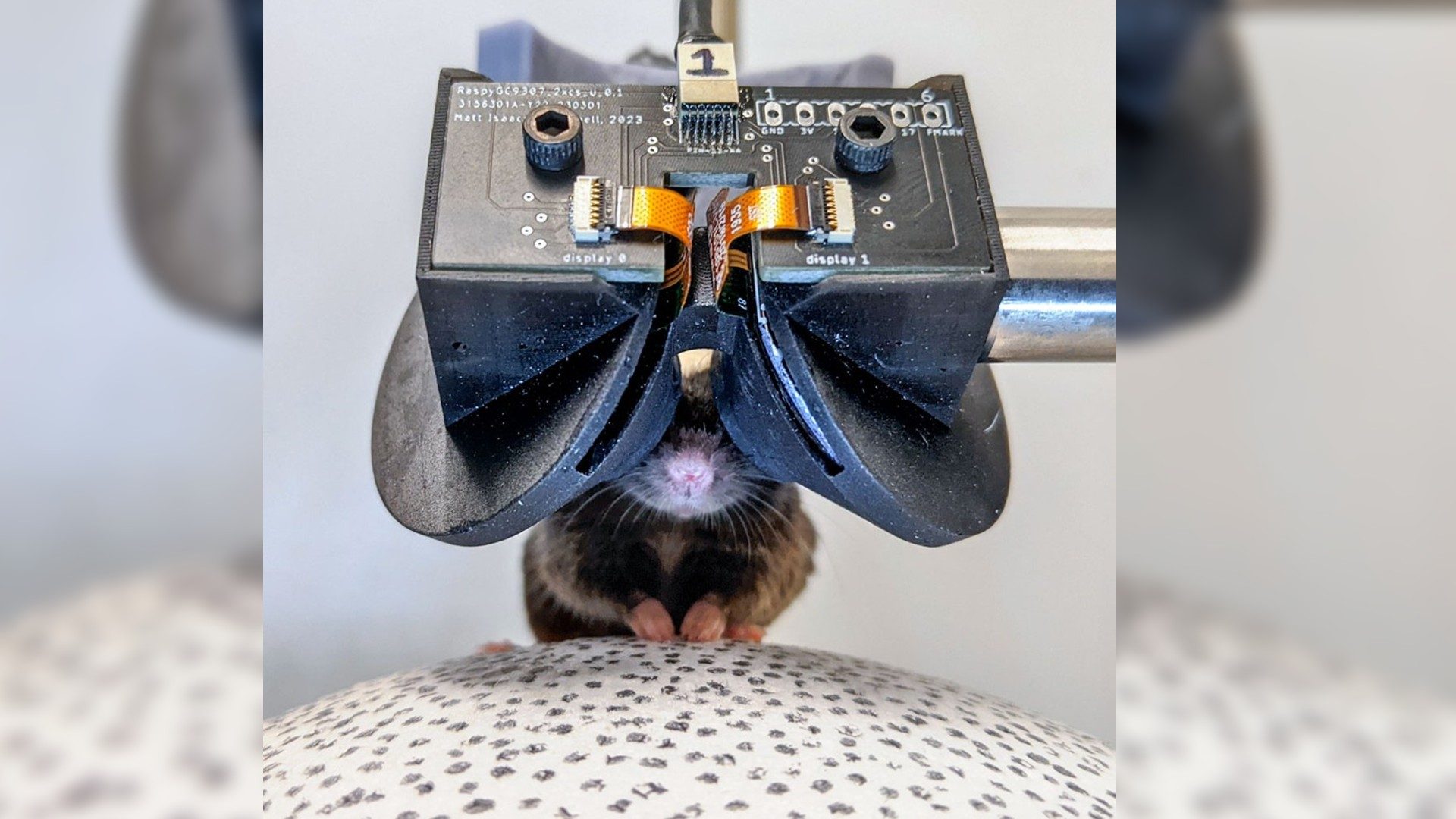 Scientists Build an Itty-bitty VR Headset to Better Study Mice