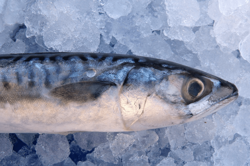 El Ministerio de Agricultura, Pesca y Alimentación reparte la cuota de caballa entre la flota que faena en el Atlántico nordeste, con un significativo incremento – Actualidad Marítima y Portuaria