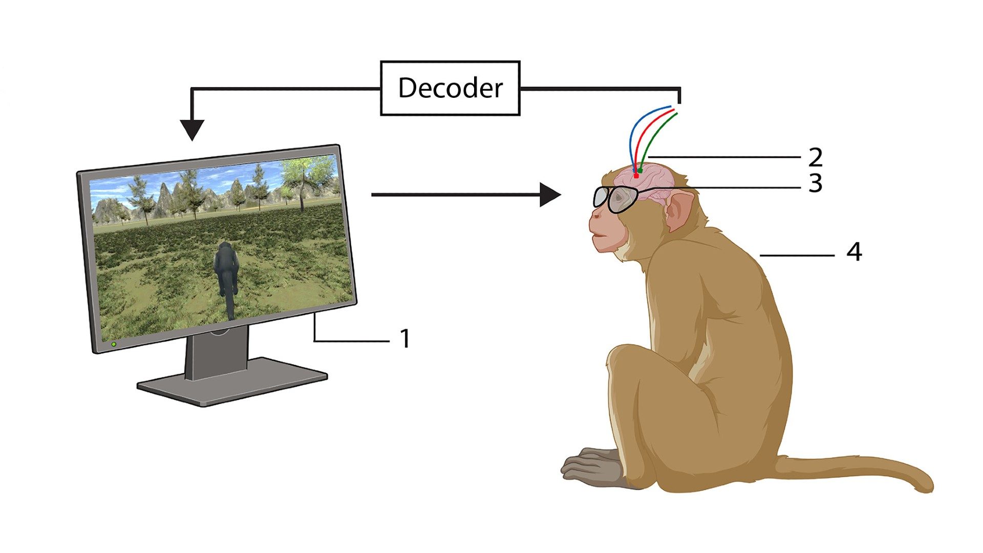 Monkeys Navigate Virtual Worlds Using Thought Alone in New BCI Study
